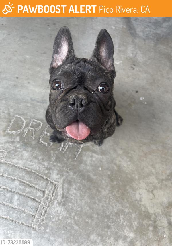 Found/Stray Male Dog last seen Alebrije dog park, Pico Rivera, CA 90660