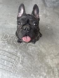 Found/Stray Male Dog last seen Alebrije dog park, Pico Rivera, CA 90660