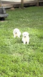 Lost Male Dog last seen Hwy 99, Rockvale, TN 37153