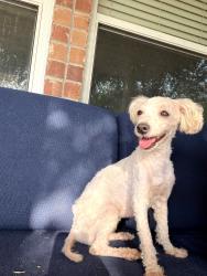 Reunited Female Dog last seen Alsace Dr, Denton, TX 76226