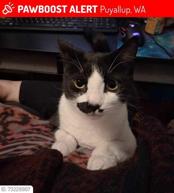 Lost Female Cat last seen 160th and Woodland, Puyallup, WA 98375