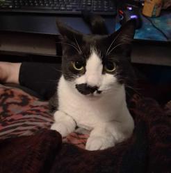 Lost Female Cat last seen 160th and Woodland, Puyallup, WA 98375