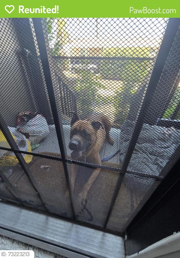 Reunited Male Dog last seen Near Elliott Ave, El Monte, CA 91732, USA, El Monte, CA 91732