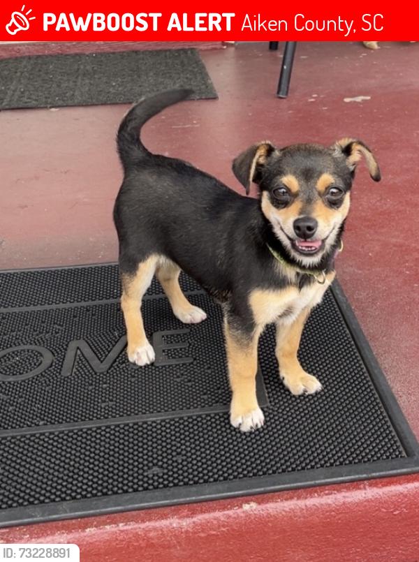 Lost Male Dog last seen Donald Pearson Dr & Ascauga Lake Road, Graniteville, Graniteville, SC 29829