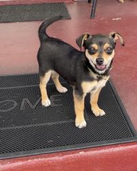 Lost Male Dog last seen Donald Pearson Dr & Ascauga Lake Road, Graniteville, Graniteville, SC 29829