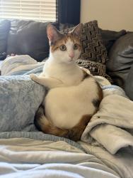 Reunited Female Cat last seen Near W 108th Ave, Westminster, CO 80020, USA, Westminster, CO 80020