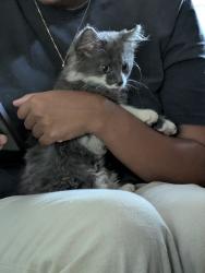 Found/Stray Unknown Cat last seen 31st St & 44th Ave, Minneapolis, MN 55406