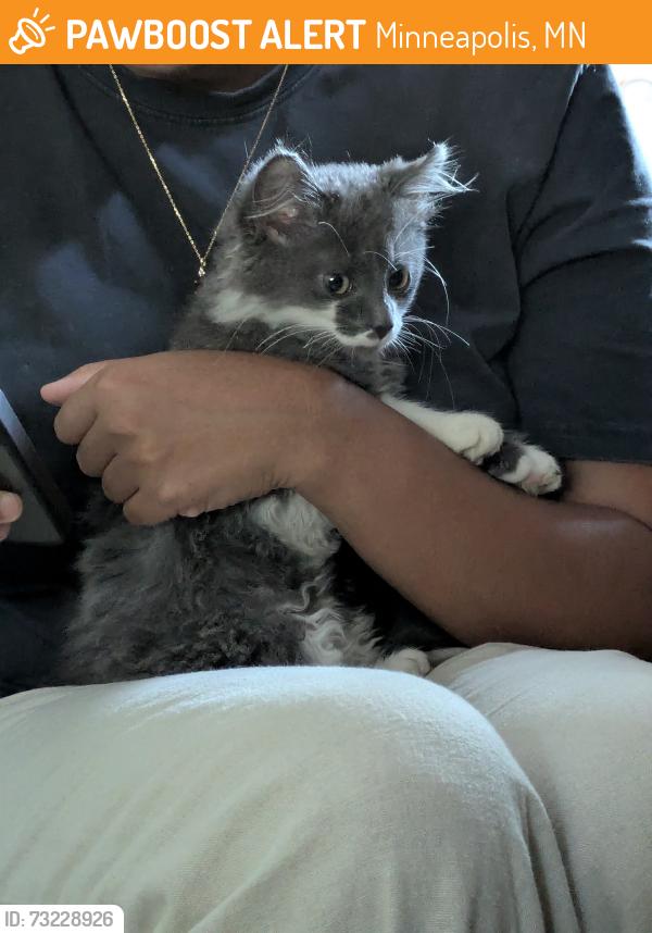 Found/Stray Unknown Cat last seen 31st St & 44th Ave, Minneapolis, MN 55406