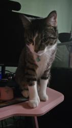 Reunited Male Cat last seen 103rd and Connell, Overland Park, KS 66212