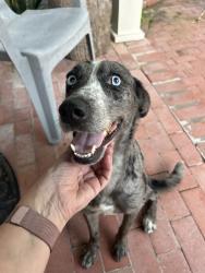 Found/Stray Female Dog last seen Melrose and Santa Fe, Corpus Christi, TX 78404, Corpus Christi, TX 78404