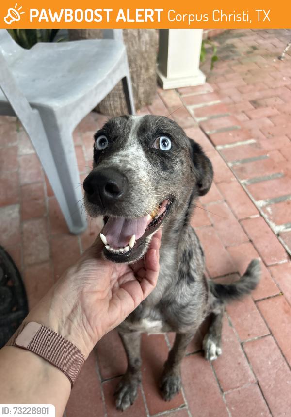 Found/Stray Female Dog last seen Melrose and Santa Fe, Corpus Christi, TX 78404, Corpus Christi, TX 78404