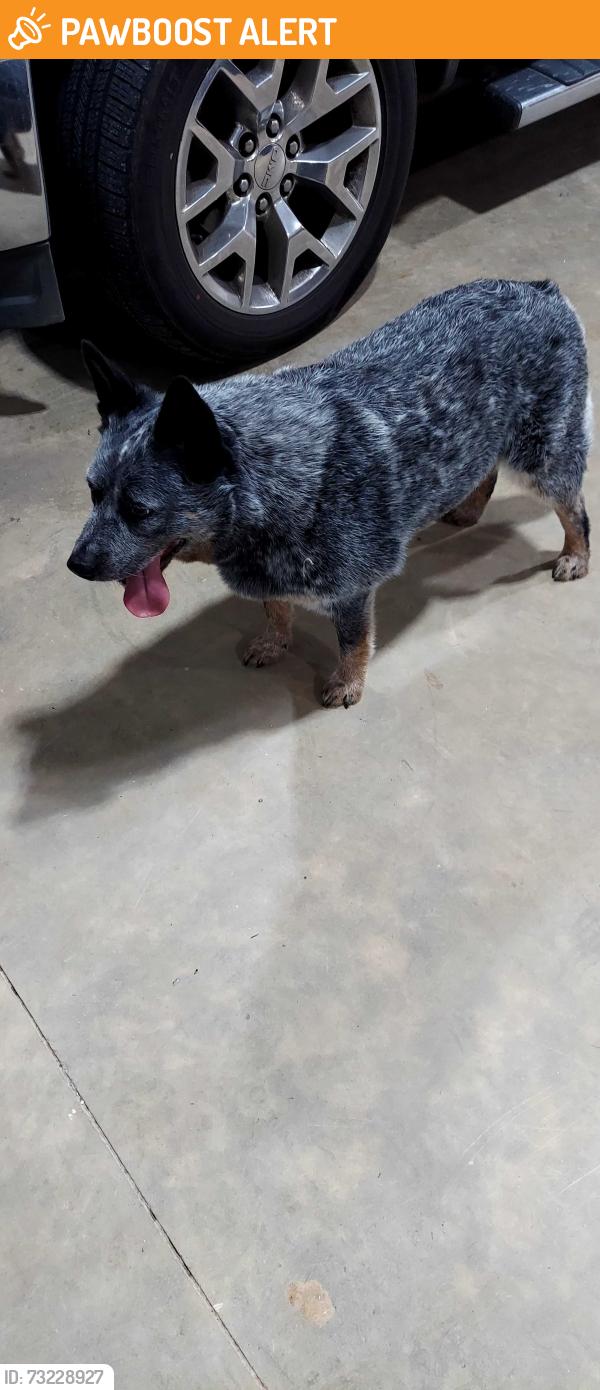 Found/Stray Unknown Dog last seen Mt Beulah Rd, Lake Norman of Catawba, NC 28673