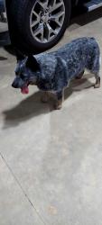 Found/Stray Unknown Dog last seen Mt Beulah Rd, Lake Norman of Catawba, NC 28673