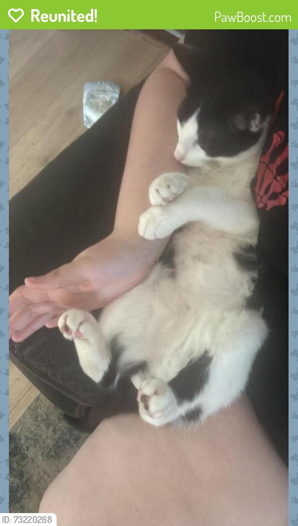 Reunited Male Cat last seen Williams st, Rock Hill, SC 29732