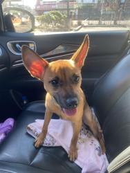 Reunited Female Dog last seen Near street between 115th Ave and Murdock avenue, Queens, NY 11412