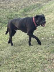 Found/Stray Male Dog last seen Just south of Waterloo and Penn about 1/4 mile on the west side, Edmond, OK 73025