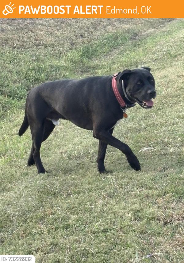 Found/Stray Male Dog last seen Just south of Waterloo and Penn about 1/4 mile on the west side, Edmond, OK 73025