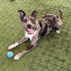Shelter Stray Male Dog last seen , 361 S Raymond Ave, Pasadena, CA 91105, USA