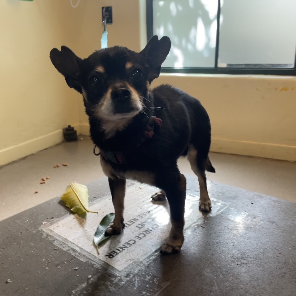Shelter Stray Male Dog last seen , 361 S Raymond Ave, Pasadena, CA 91105, USA