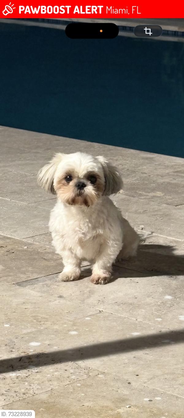 Lost Female Dog last seen Near Cambridge College of Healthcare & Technology, NW 170th Terrace, Miami, FL 33169
