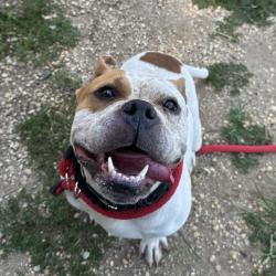 Shelter Stray Male Dog last seen , Animal Care & Control Team of Philly, 111 W Hunting Park Ave, Philadelphia, PA 19140, USA