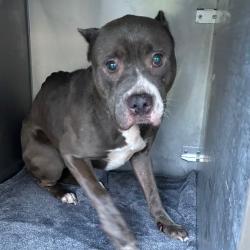 Shelter Stray Female Dog last seen , Animal Care & Control Team of Philly, 111 W Hunting Park Ave, Philadelphia, PA 19140, USA