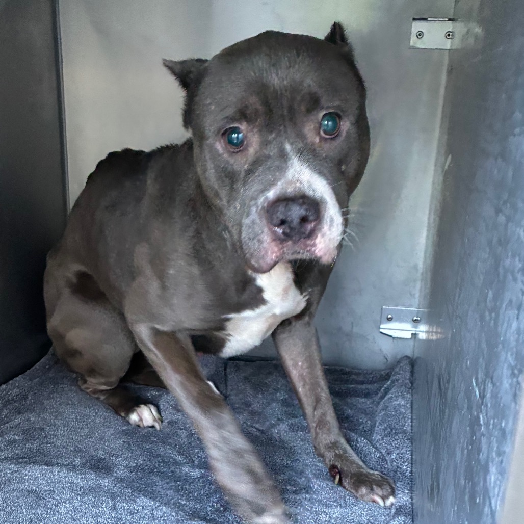 Shelter Stray Female Dog last seen , Animal Care & Control Team of Philly, 111 W Hunting Park Ave, Philadelphia, PA 19140, USA