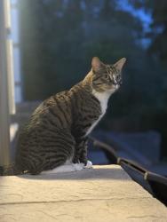 Reunited Male Cat last seen Woodland Ave & 100th St, Puyallup, WA 98373
