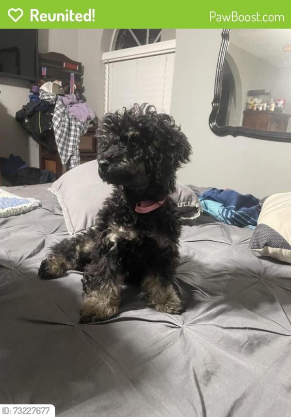 Reunited Female Dog last seen Mossforest Dr and Cali Drive near the hosp, Houston, TX 77090