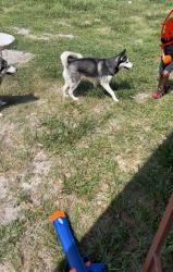 Lost Female Dog last seen Abeno and Anderson Deltona fl, Deltona, FL 32725