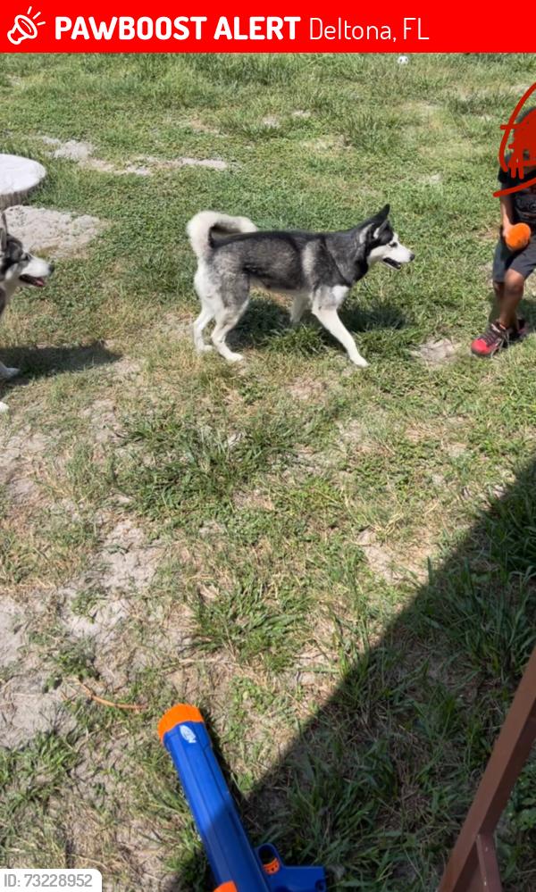 Lost Female Dog last seen Abeno and Anderson Deltona fl, Deltona, FL 32725