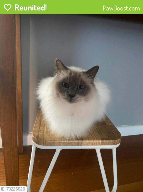 Reunited Male Cat last seen blue hills avenue, Nunawading, VIC 3131