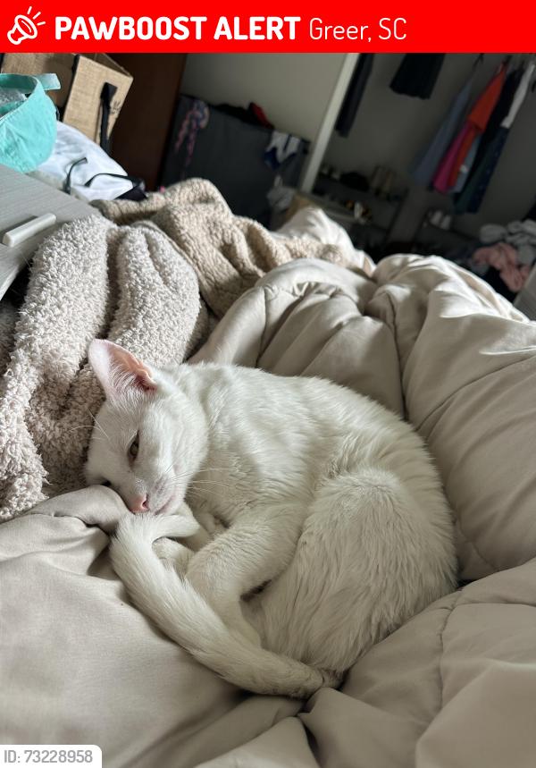 Lost Male Cat last seen Nalley rd, Greer, SC 29651