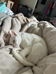 Lost Male Cat last seen Nalley rd, Greer, SC 29651
