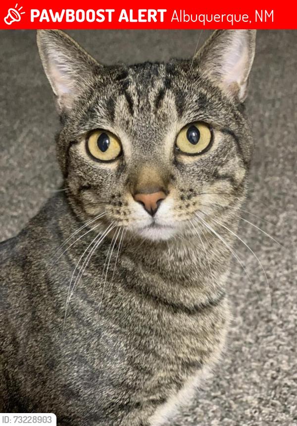 Lost Male Cat last seen Atrisco Dr and Sequoia Rd near Arc Thrift Store, Albuquerque, NM 87120