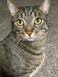 Lost Male Cat last seen Atrisco Dr and Sequoia Rd near Arc Thrift Store, Albuquerque, NM 87120