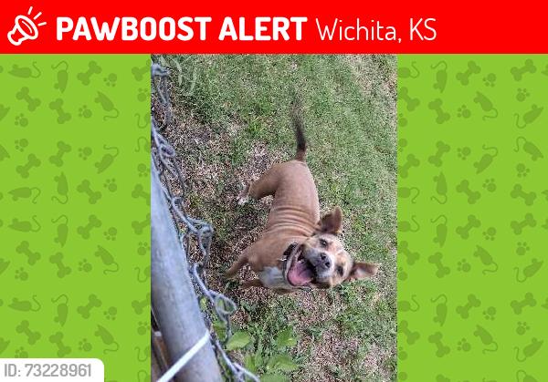 Lost Female Dog last seen Plainview area, Wichita, KS 67210