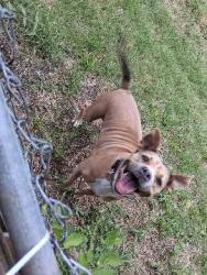Lost Female Dog last seen Plainview area, Wichita, KS 67210