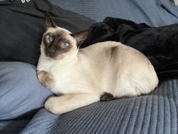 Reunited Male Cat last seen Monocacy creek rd/Valley View Rd Birdsboro, Birdsboro, PA 19508