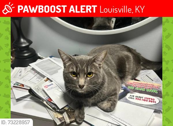 Lost Male Cat last seen Dollar general, Louisville, KY 40219