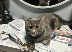 Lost Male Cat last seen Dollar general, Louisville, KY 40219