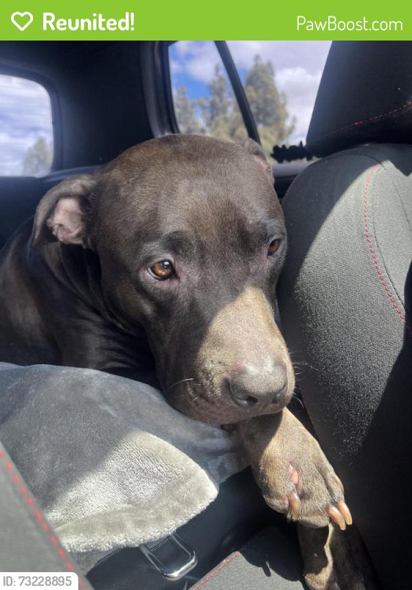 Reunited Male Dog last seen Near Rexford Way, Carmichael, CA 95608, USA, Carmichael, CA 95608
