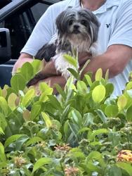 Reunited Female Dog last seen Brandsmart on Palm beach lakes, West Palm Beach, FL 33401