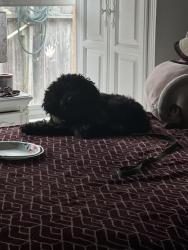 Lost Male Dog last seen Near E alisal St, Salinas, CA 93905