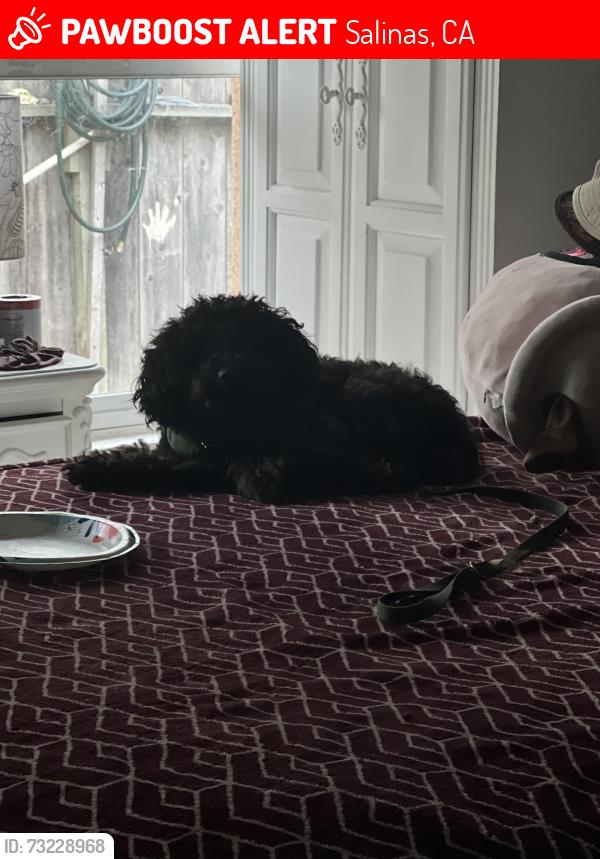 Lost Male Dog last seen Near E alisal St, Salinas, CA 93905