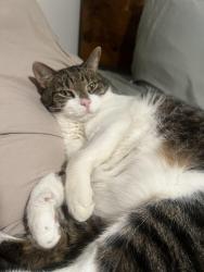 Lost Male Cat last seen Hickory grove and telegraph road, Bloomfield Township, MI 48302