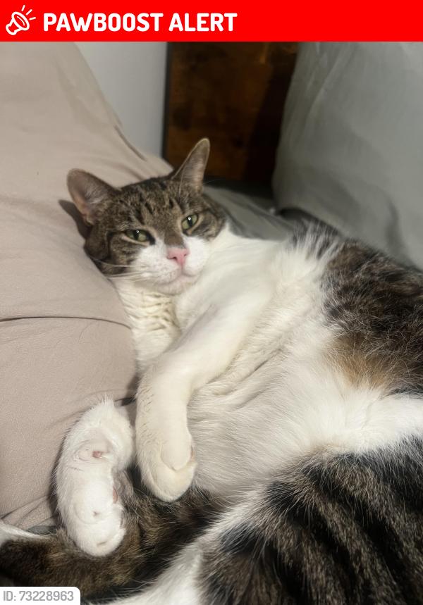 Lost Male Cat last seen Hickory grove and telegraph road, Bloomfield Township, MI 48302