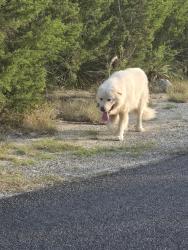Reunited Male Dog last seen High ridge & bulverde hills, Bulverde, TX 78163