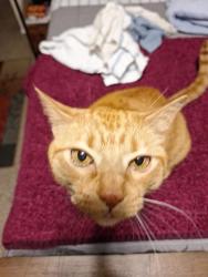 Lost Male Cat last seen San Antonio / Louisiana, Albuquerque, NM 87109