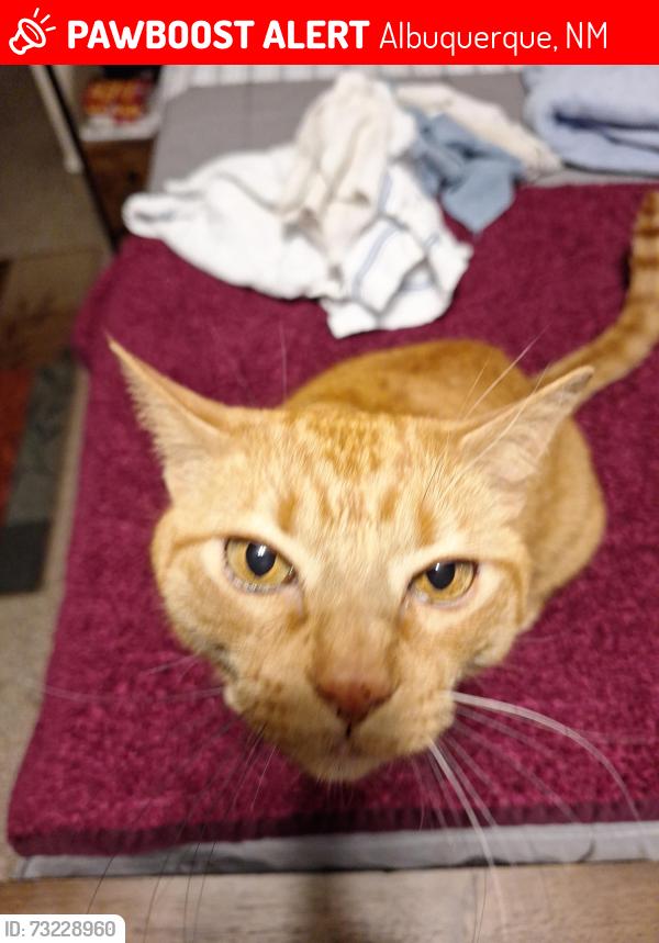 Lost Male Cat last seen San Antonio / Louisiana, Albuquerque, NM 87109